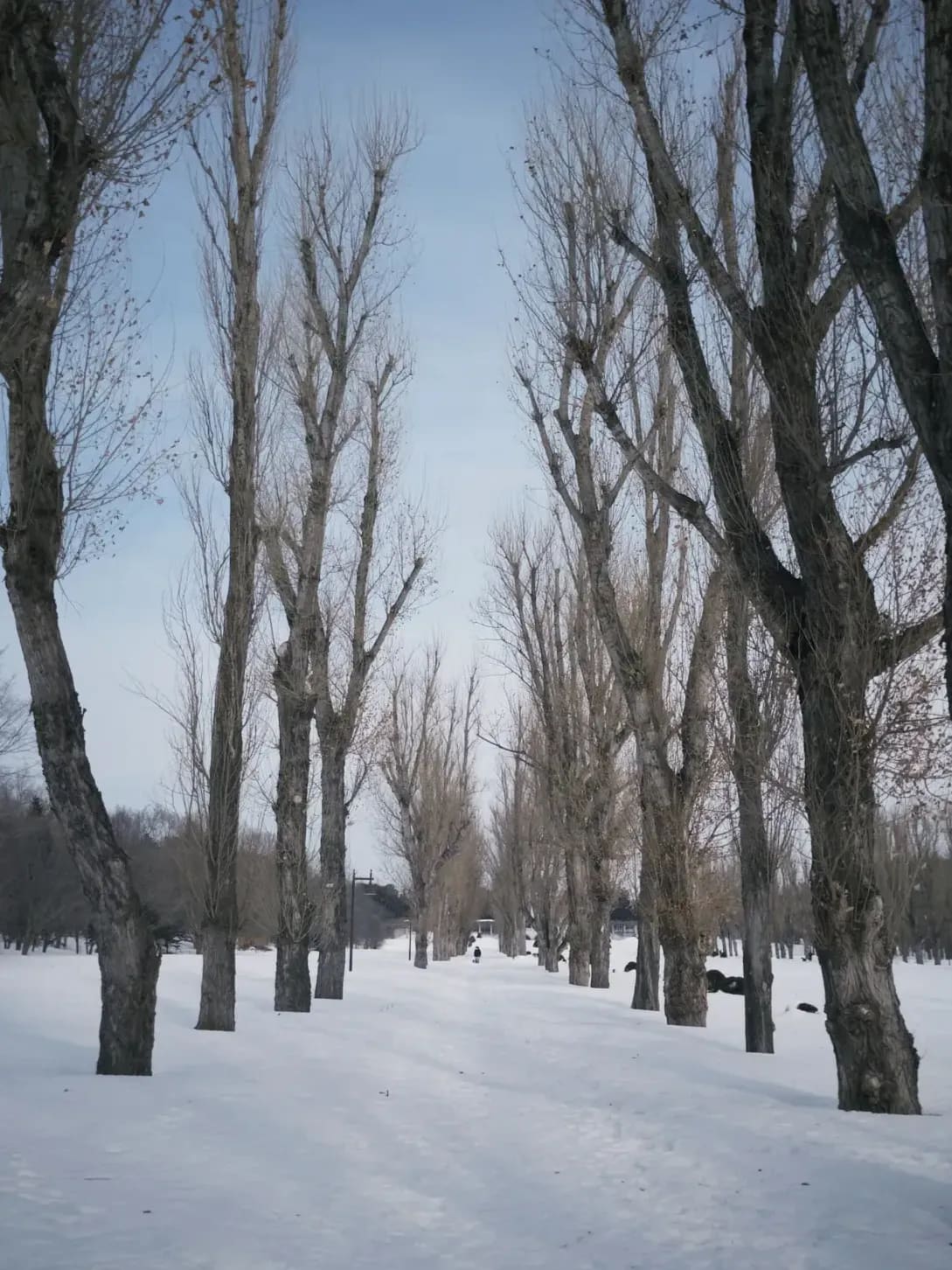 Sapporo Snow Japanese School 7